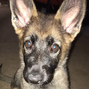 Meet your Posher, Macey